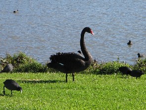 Schwarzer Schwan in Berwick Springs